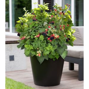 Potted Living Blackberry Bush for the Patio